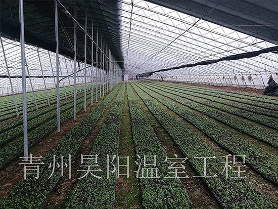 諸城浩天藥業甜葉菊基地